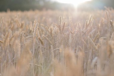 Güneşteki altın buğday kulakları, doğal arka plan olarak kullanılabilir..