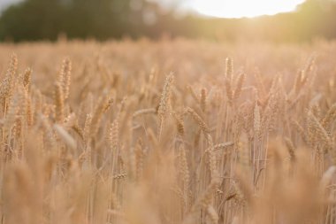 Güneşteki altın buğday kulakları, doğal arka plan olarak kullanılabilir..