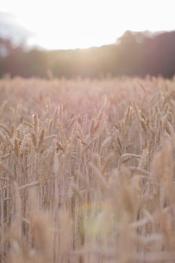 Güneşteki altın buğday başakları, yakın plan..