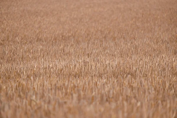 Campo Agrícola Con Espigas Doradas Trigo Luz Del Sol —  Fotos de Stock