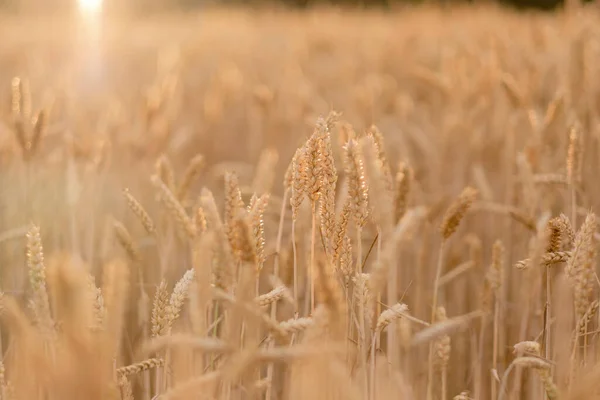 Golden Ears Wheat Sun Can Used Natural Background Stock Image