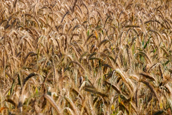 Campo Agricolo Con Spighe Dorate Grano Alla Luce Del Sole — Foto Stock