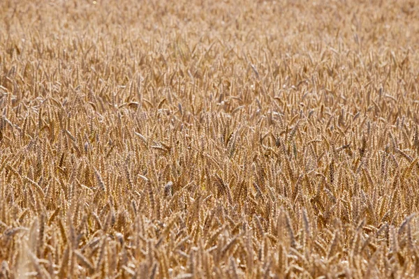 太陽の下で小麦の黄金の耳は 自然の背景として使用することができます — ストック写真