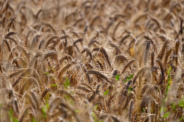 太陽の下で小麦の黄金の耳 クローズアップ — ストック写真