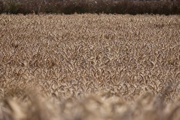 太陽の下で小麦の黄金の耳を持つ農業分野 — ストック写真