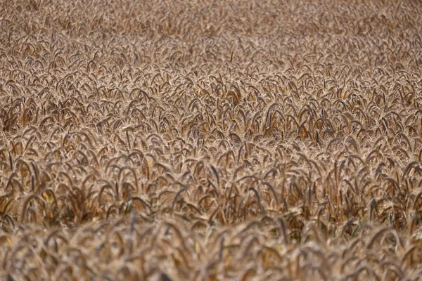 Landbouwveld Met Gouden Oren Van Tarwe Het Zonlicht — Stockfoto