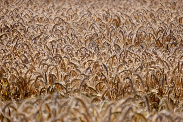 Mezőgazdasági Terület Arany Búzafülekkel Napfényben — Stock Fotó