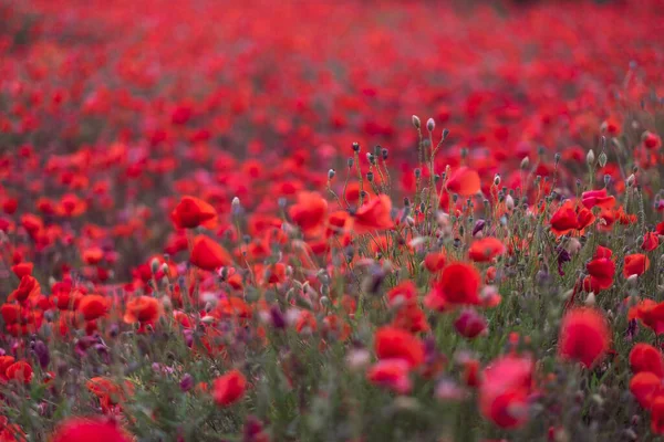 Visa Fältet Vackra Röda Blommande Vallmo Tyskland — Stockfoto