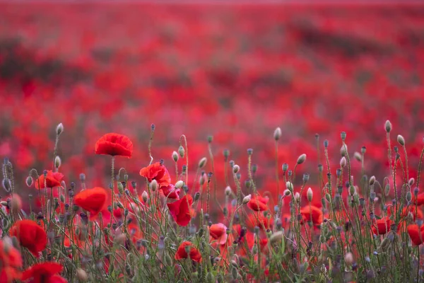 Blick Auf Das Feld Schön Rot Blühender Mohnblumen Deutschland — Stockfoto
