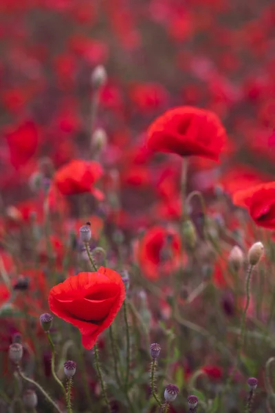 View Field Beautiful Red Bloming Poppies Germany — Stock Photo, Image