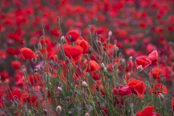 Vista Sul Campo Bellissimi Papaveri Rossi Bloming Germania — Foto Stock