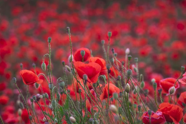 View Field Beautiful Red Bloming Poppies Germany — Stock Photo, Image