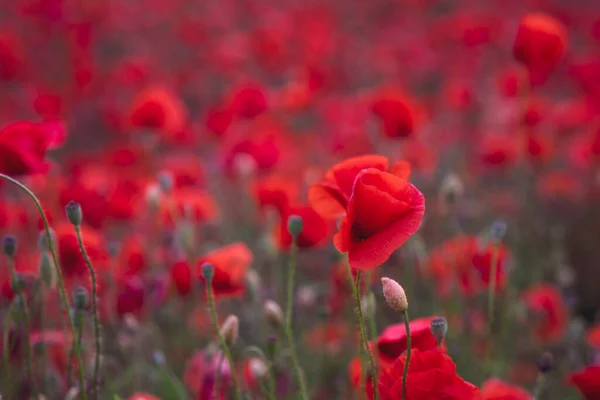 Vista Sobre Campo Bellas Amapolas Rojas Alemania — Foto de Stock