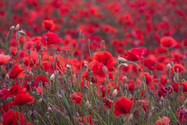 Vista Sul Campo Bellissimi Papaveri Rossi Bloming Germania — Foto Stock