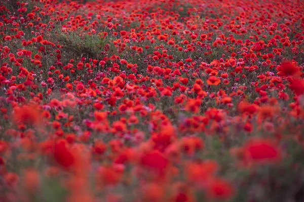 ドイツの美しい赤い花のポピーの分野での眺め — ストック写真
