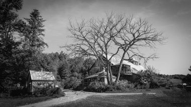 Büyük yapraksız ağaçların yanında eski ahşap bir ev.