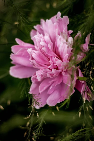 çiçek açan şakayık yakın çekim yeşil siyah bir zemin üzerine ortasında