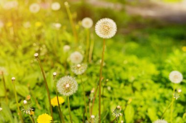 Yaz manzarası - güneş ışınlarıyla yeşil bir çayırda uçan karahindibalar.