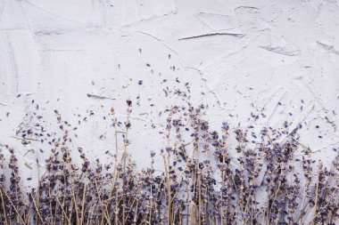 Gri beton arka planda düşmüş yapraklı kurutulmuş lavanta..