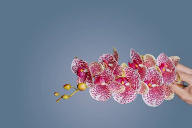 Erkek el, güzel bir falaenopsis orkidesini tutar ve mavi eğimli bir arkaplanı tutar..