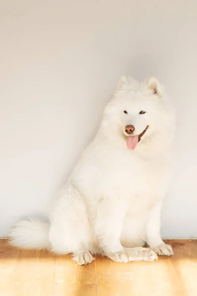 Perro Samoyedo Con Lengua Colgando Está Sentado Suelo Día Soleado —  Fotos de Stock