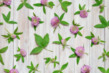 Beyaz bir arka planda yonca çiçekleri. Kır çiçekleri deseni.