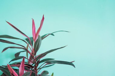 Turkuaz duvar arkaplanındaki Cordyline ejderha ağacı kopyalama alanı.
