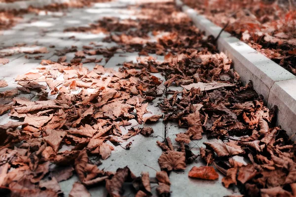 Rode Herfstbladeren Aan Kant Van Weg — Stockfoto