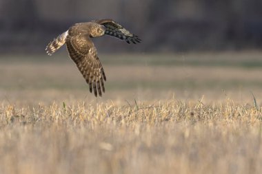 Kuzey Harrier (Sirk siyaneusu). Hen Harrier ya da Northern Harrier, uzun kanatlı, uzun kuyruklu, açık çayır ve bataklık şahinidir..