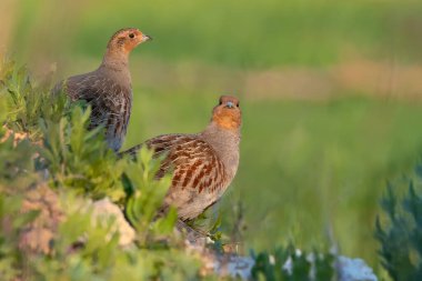 Vahşi kuş kekliği. Sıcak renkler doğa arka planı. Kuş: Gri Partridge Perdix perdix