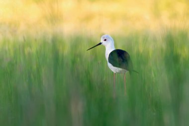 Sevimli kuş. Siyah kanatlı Stilt. Himantopus himantopus.