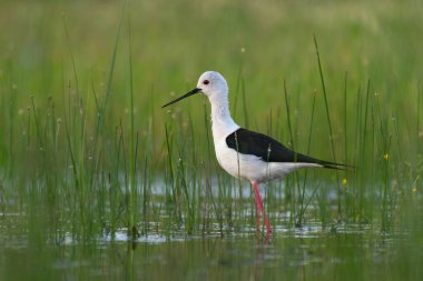 Sevimli kuş. Siyah kanatlı Stilt. Himantopus himantopus.