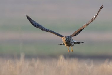 Kuzey Harrier (Sirk siyaneusu). Hen Harrier ya da Northern Harrier, uzun kanatlı, uzun kuyruklu, açık çayır ve bataklık şahinidir..