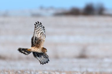 Northern Harrier (Circus cyaneus). Hen Harrier or Northern Harrier is long-winged, long-tailed hawk of open grassland and marshes. clipart