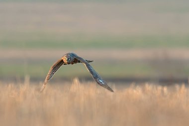 Kuzey Harrier (Sirk siyaneusu). Hen Harrier ya da Northern Harrier, uzun kanatlı, uzun kuyruklu, açık çayır ve bataklık şahinidir..
