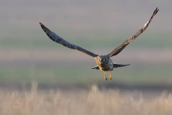 Northern Harrier Circus Cyaneus Hen Harrier Northern Harrier Long Winged — Stock Photo, Image