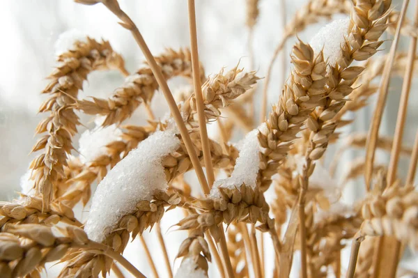 Orelhas Trigo São Cobertas Neve — Fotografia de Stock