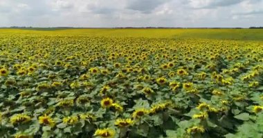 Ayçiçeği hava alanlarında