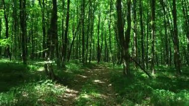 Bahar ormanda iz. Yaz arka plan