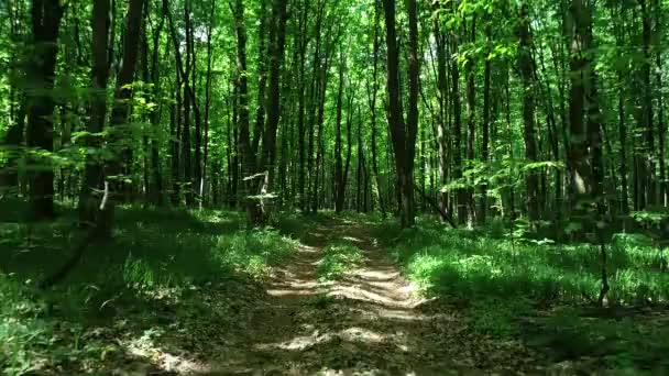 Μονοπάτι Στο Δάσος Άνοιξη Καλοκαιρινό Φόντο — Αρχείο Βίντεο