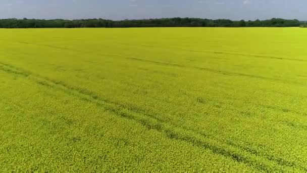 Florescendo Campo Canola Vista Aérea — Vídeo de Stock