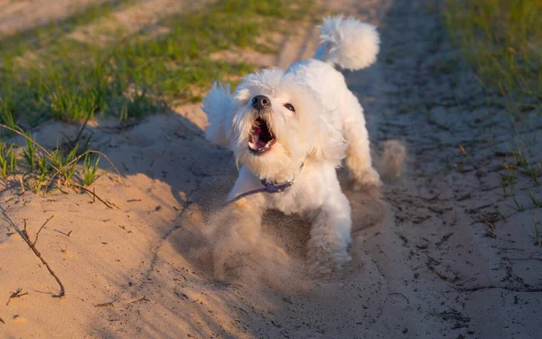 Cesur patikada havlayan komik köpek