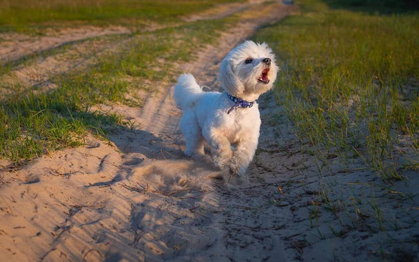 Running white dog barks outdoors.