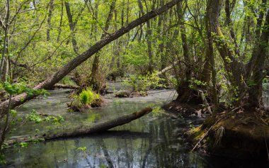 Orman bataklığı, eski vahşi orman