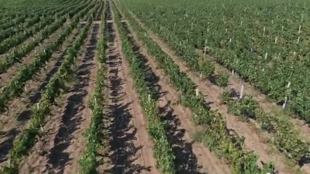 Rápido drone voar acima da zona do vinho — Vídeo de Stock