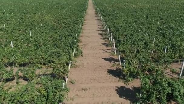 Lucht laag vliegen boven wijngaard landbouw. Oneindigheidsgetal van identieke planten — Stockvideo