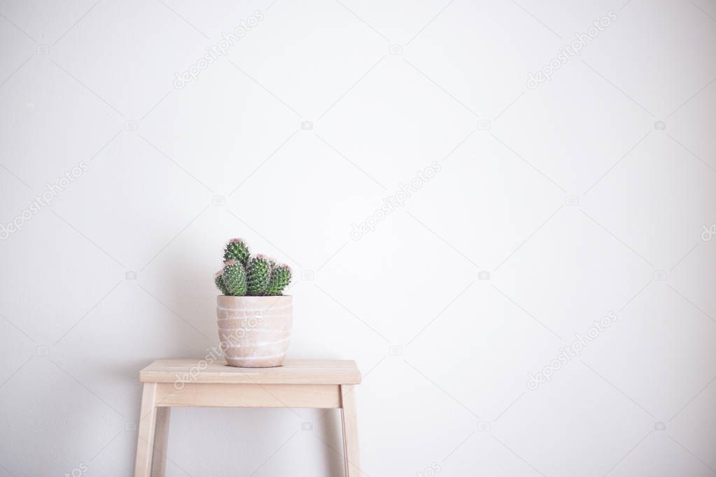 cactus pot on stand front white blank wall