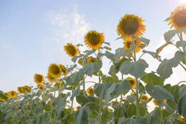 sıralanmış ayçiçekleri ve gökyüzü arka plan