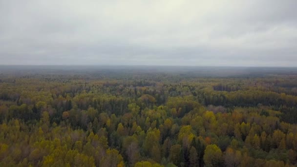 Autumn forest road aerial view — Stok Video