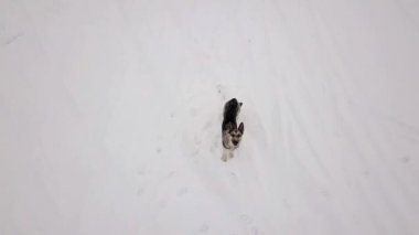 Köpek uçan drone, karlı kış arıyor.